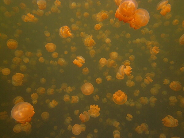 Located on Eil Malk island, Jellyfish Lake is an unusual marine lake that is poplated almost exclusively by two species of jellyfish: golden and moon jellyfish. Eil Malk is part of the Rock Islands, a group of small, rocky, and mostly uninhabited islands in Palau's Southern Lagoon, between Koror and Peleliu.