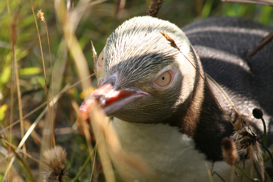 Indigenous to New Zealand, the yellow-eyed penguin has a band of pale-yellow feathers around its eyes and the back of its head.