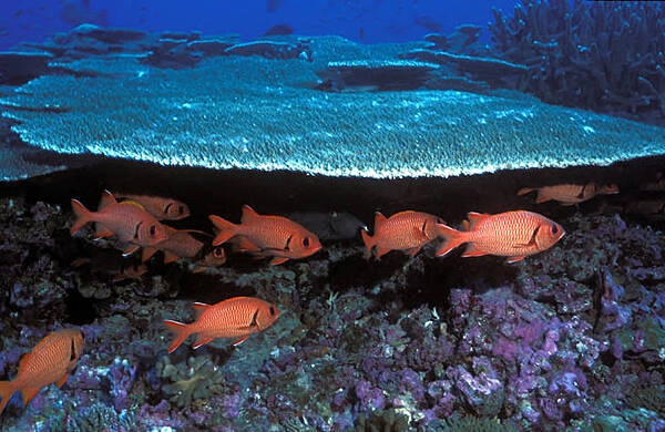 Soldierfish swim by corals at Baker Island National Wildlife Refuge. Image courtesy of USFWS/Jim Maragos.