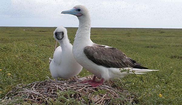 The Red-footed booby is the smallest of the dozen booby species and they do not migrate, but live year-round in tropical and subtropical regions of the Atlantic, Pacific, and Indian Oceans. Red-footed boobies feed at sea, but nest on land, perching in coastal trees and shrubs. Red-footed boobies feed at sea, but nest on land, perching in coastal trees and shrubs. The birds are strong flyers and can travel up to 150 km (93 mi) for food. They are nimble enough to catch a flying fish in the air, but are clumsy in their take-offs and landings. The Red-footed booby always has red feet though the color of their plumage varies. The biggest threats to red-footed boobies are the fishing industry that thins their food source, and coastal development eradicating the shoreline trees and shrubs they live in. The adult and chick pictured here live on Baker Island which is part of the US Pacific Wildlife Refuges.
Image courtesy of the US Fish and Wildlife Service.
