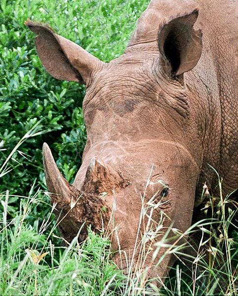 Masai Mara guides and safari participants were taken by surprise when this rhinoceros unexpectedly pushed its way through the brush and stopped only three meters (ten feet) from the group.