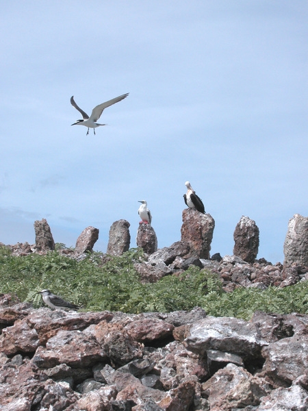 Ancient upright stones (or "heiau" in Hawaiian) on Necker Island (Mokumanamana) in the Hawaiian Islands are part of an archaeological site. Photo courtesy of NOAA / Andy Collins.