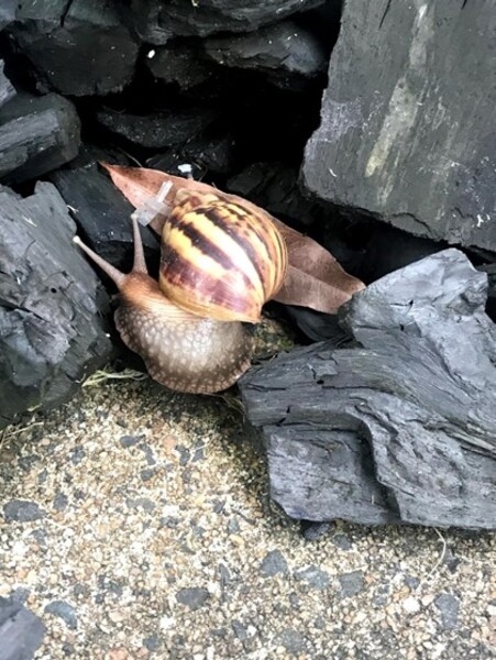 Liberia is one of the countries where giant African snails (Achatina) are found. They are known to grow up to 30 cm (1 ft) in length and can be found in the dense tropical rain forests.