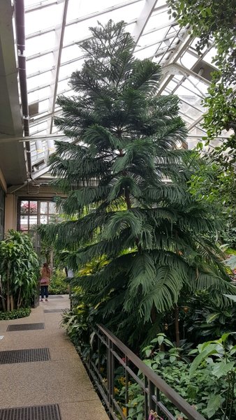 The Norfolk Island pine is a species of conifer native to Norfolk Island. The tree is slow growing and in its natural habitat can reach 60 m (200 ft) with a straight trunk often measuring 3 m (10 ft) in diameter.  Found in the coastal regions of Norfolk Island, the trees tolerate soil that is sandy with high salt concentrations as well as high winds. Norfolk Island pines are used for timber though their wood is weak. However, the pines are in demand for use in woodturning, a decorative art that uses a lathe for carving wood.  Because Norfolk Island pines resemble Christmas trees, they are popular gifts and houseplant choices during the holiday season. Grown indoors, the trees remain small as opposed to their natural habitat height.