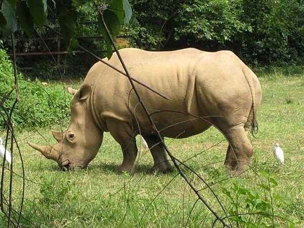 Rhinoceros at the Uganda Wildlife Education Center (zoo) near Kampala, Uganda.