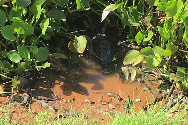 The caiman is a species of crocodile native to Paraguay. Males may grow to 3 m (9.8 ft) and females to 1.4 m (4.6 ft).