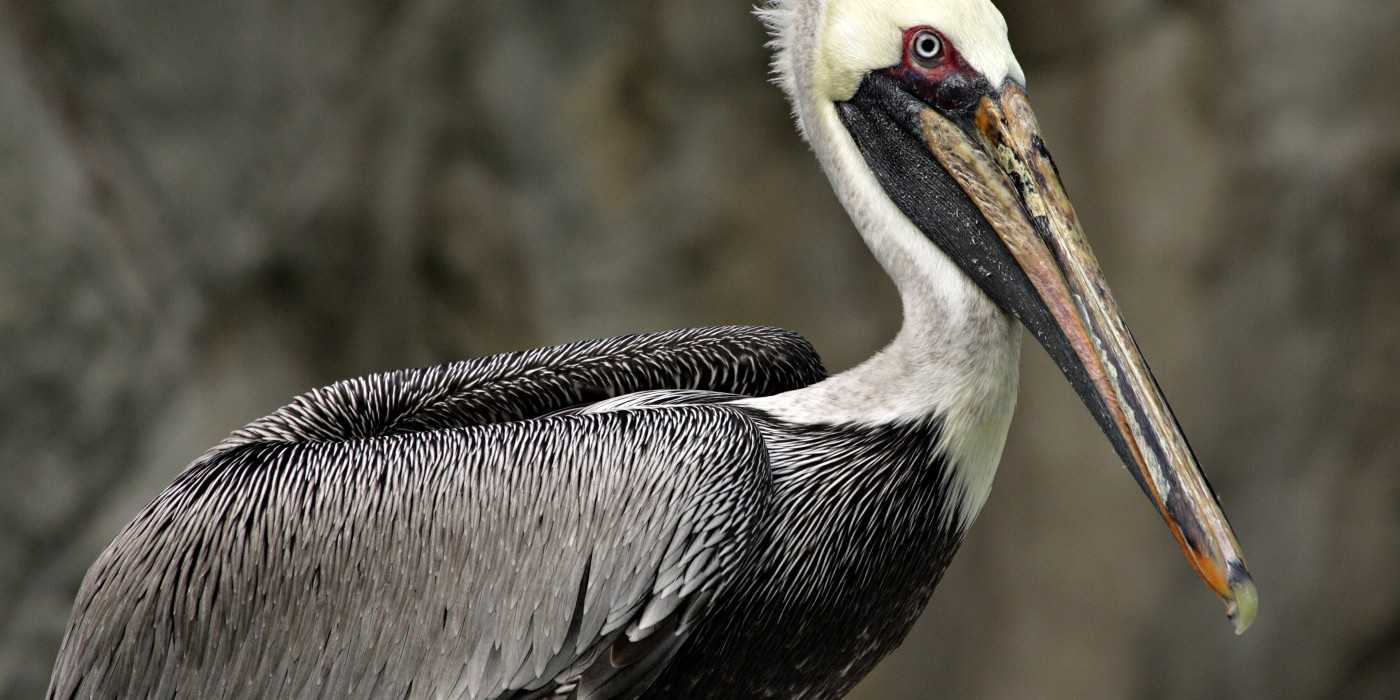 The national bird of St. Kitts and Nevis is the brown pelican, which is also native to the United States,  Brazil, south-central Chile, and the Galapagos Islands. Photo courtesy of the Smithsonian National Zoo.