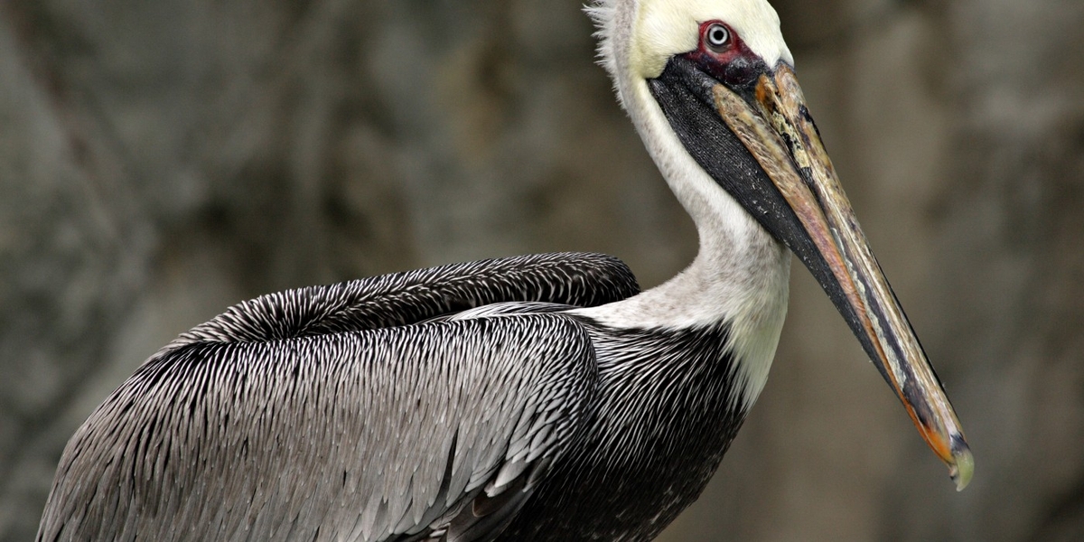 The national bird of St. Kitts and Nevis is the brown pelican, which is also native to the United States,  Brazil, south-central Chile, and the Galapagos Islands. Photo courtesy of the Smithsonian National Zoo.