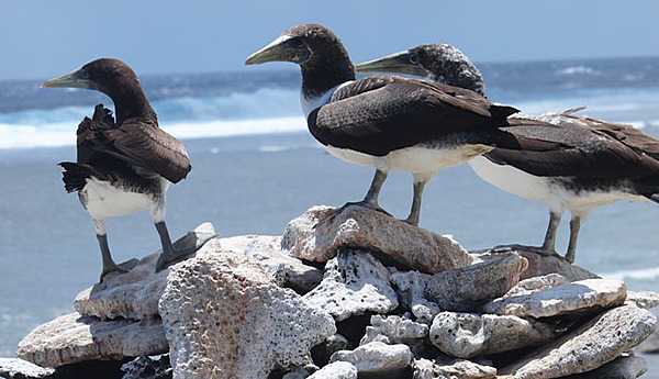 Brown boobies - such as these on Howland Island - are large, gull-like seabirds, mostly dark brown with a white belly and a blue-gray bill. Photo courtesy of the USFWS.