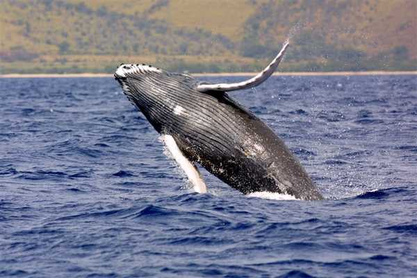 A humpback whale breaching. Humpback whales have one of the longest migrations of any mammal on the planet, often swimming 8,046 km (5,000 miles) from tropical breeding grounds to colder feeding grounds. Image courtesy of NOAA.